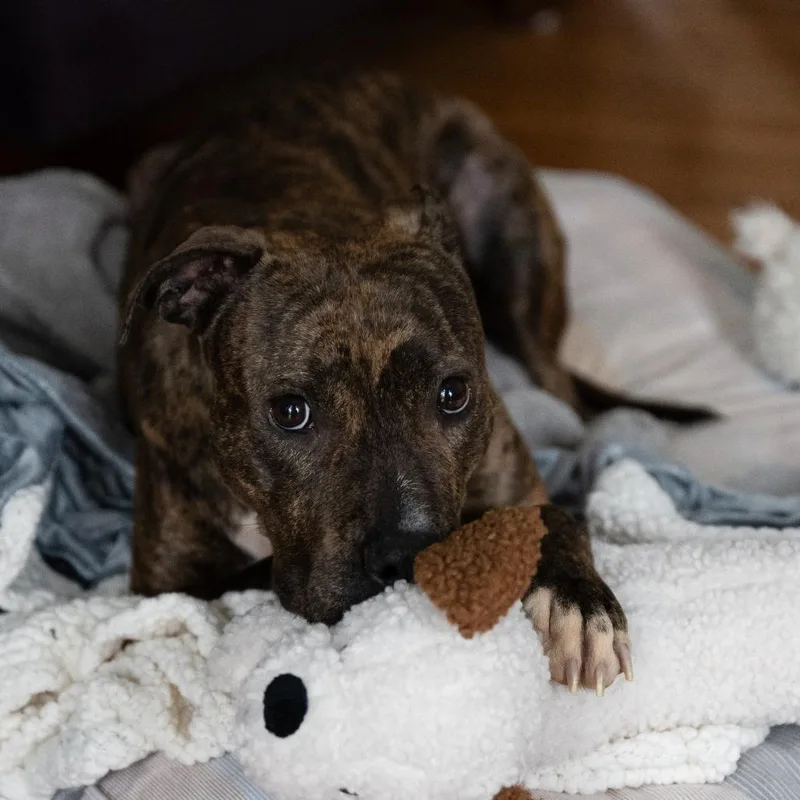 Doctor Beef thumbnail 5