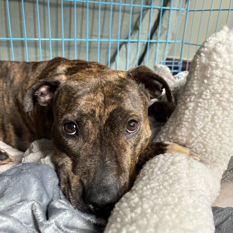 Doctor Beef thumbnail 6