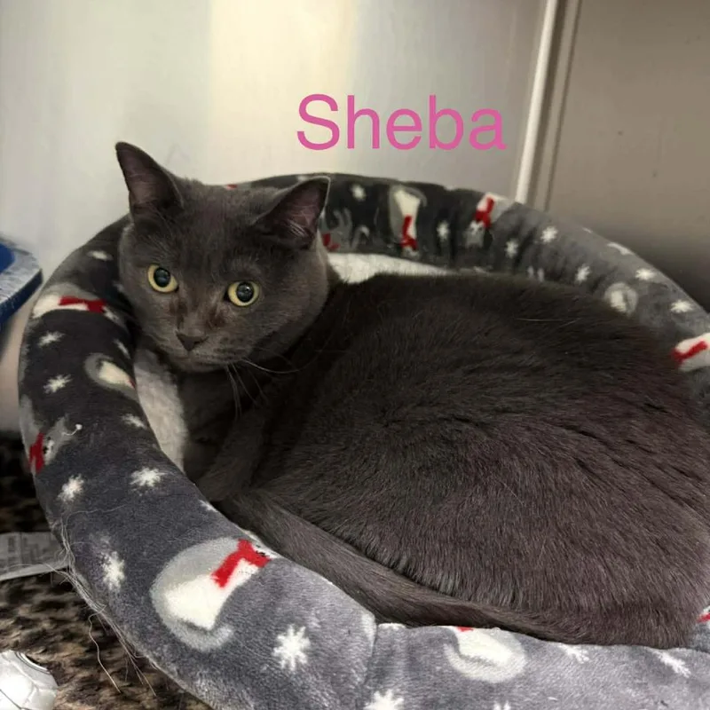 Sheba