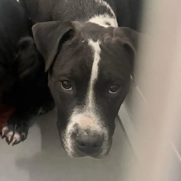 Inchworm thumbnail 2