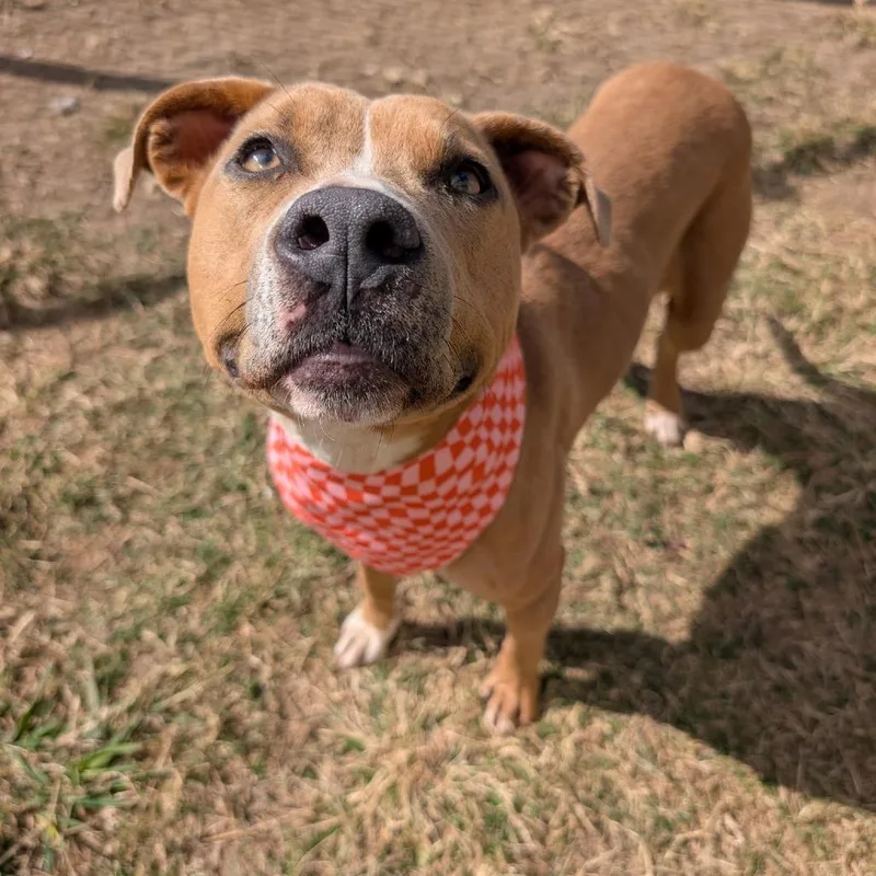 A young medium-sized female Yellow / Tan / Blond / Fawn American Staffordshire Terrier dog named Bianca for adoption in Pittsburgh, PA