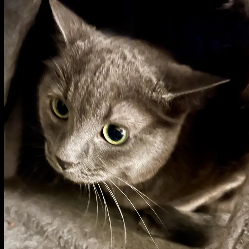 Brooke Ii thumbnail 2