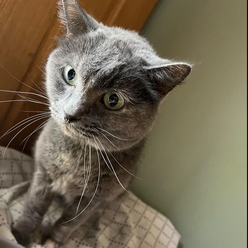 Brooke Ii thumbnail 3