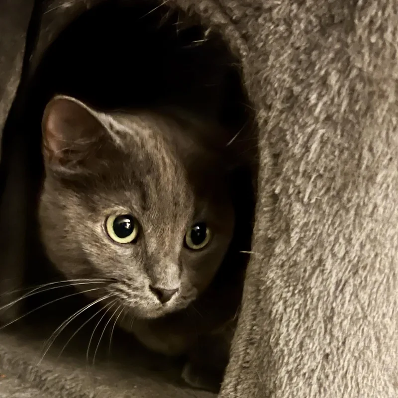 Brooke Ii thumbnail 4