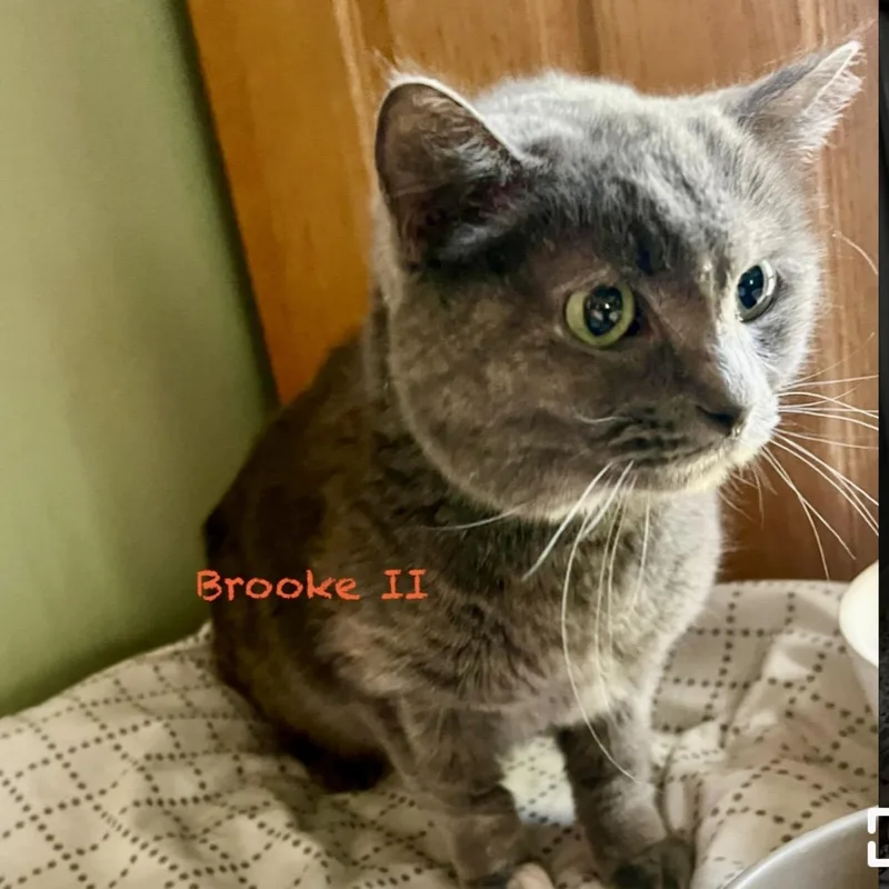 Brooke Ii thumbnail 5