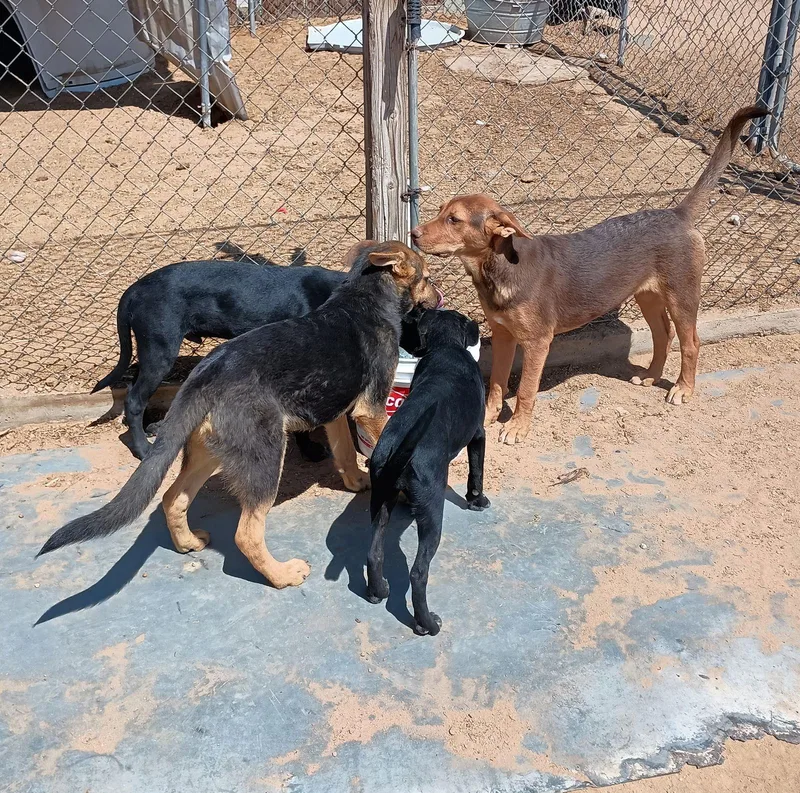 Skywalker thumbnail 3