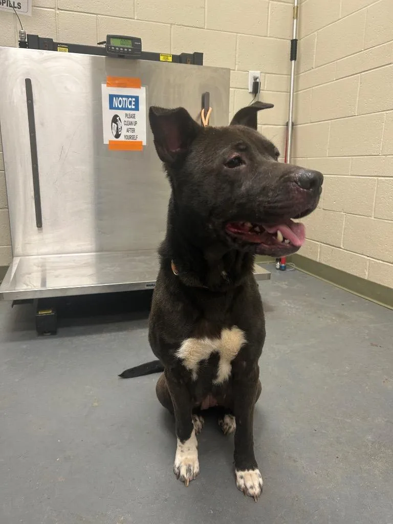 A young medium-sized female Labrador Retriever dog named Rhonda for adoption in Winder, GA