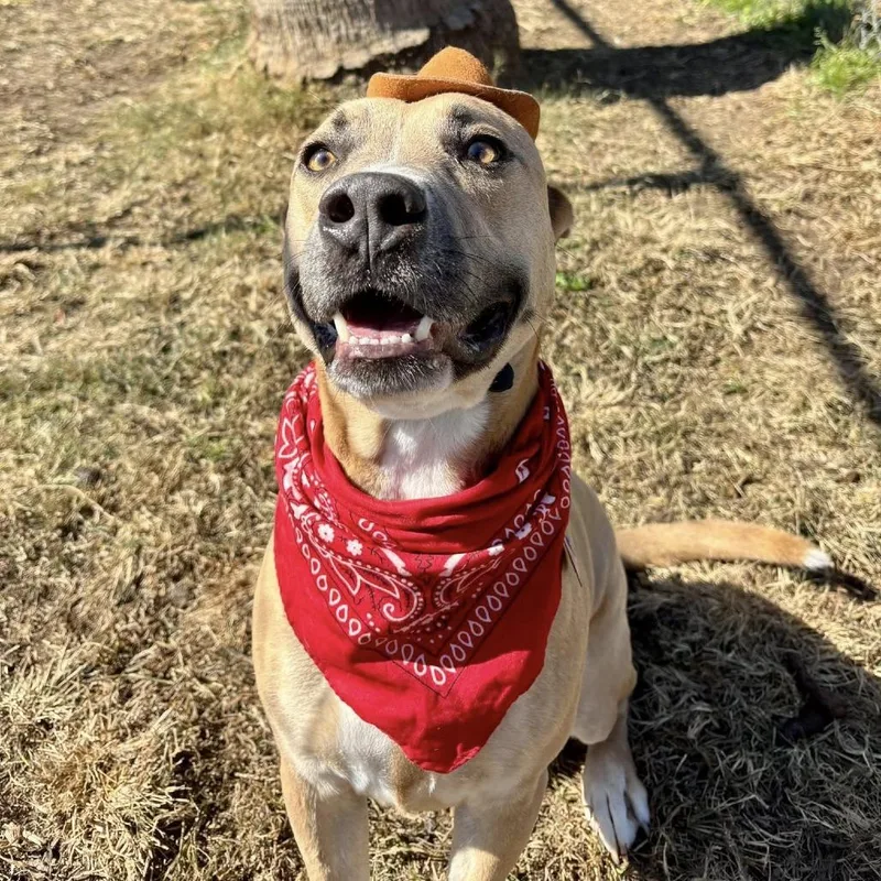An adult medium-sized male Yellow / Tan / Blond / Fawn American Staffordshire Terrier dog named Bandit for adoption in Pittsburgh, PA