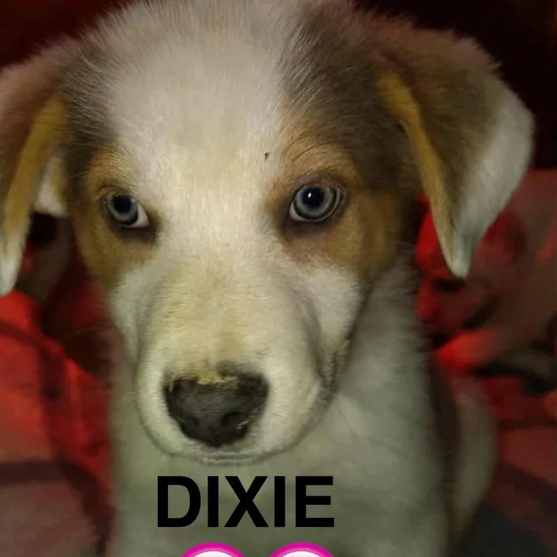 Dixie