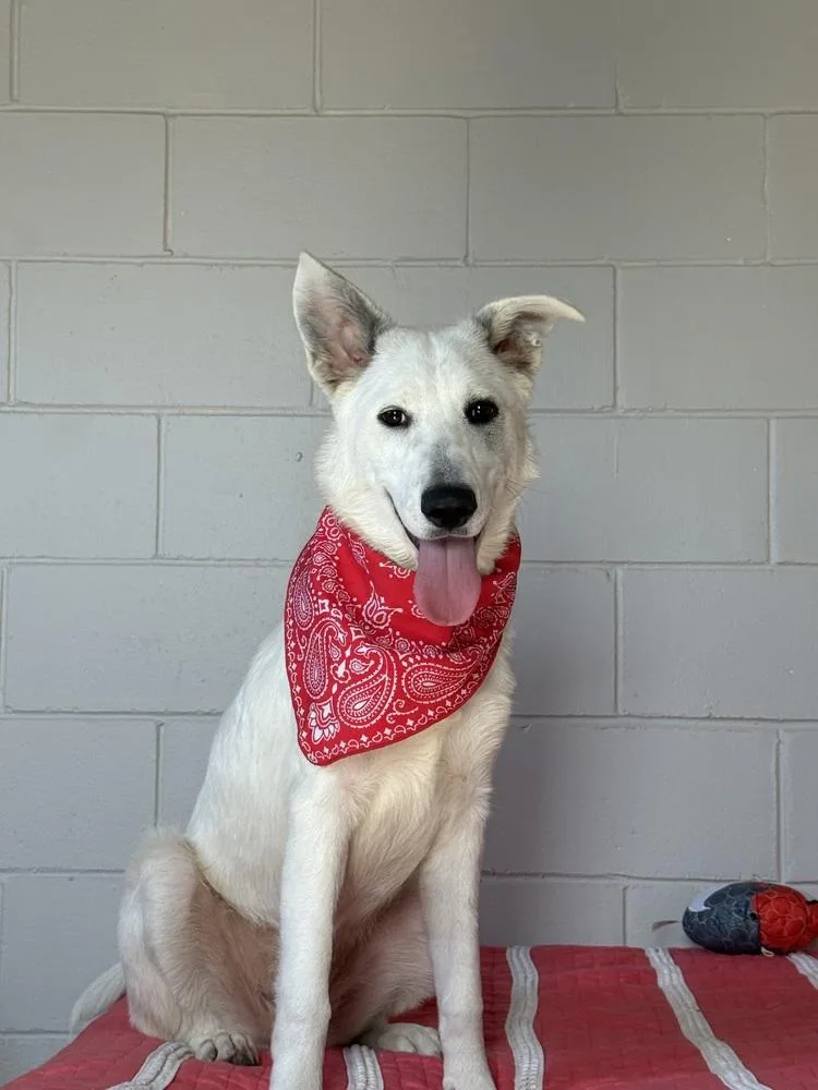 Khalessi thumbnail 2