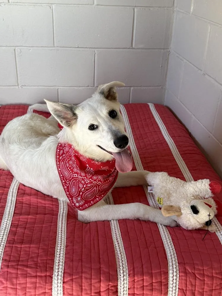 Khalessi thumbnail 4