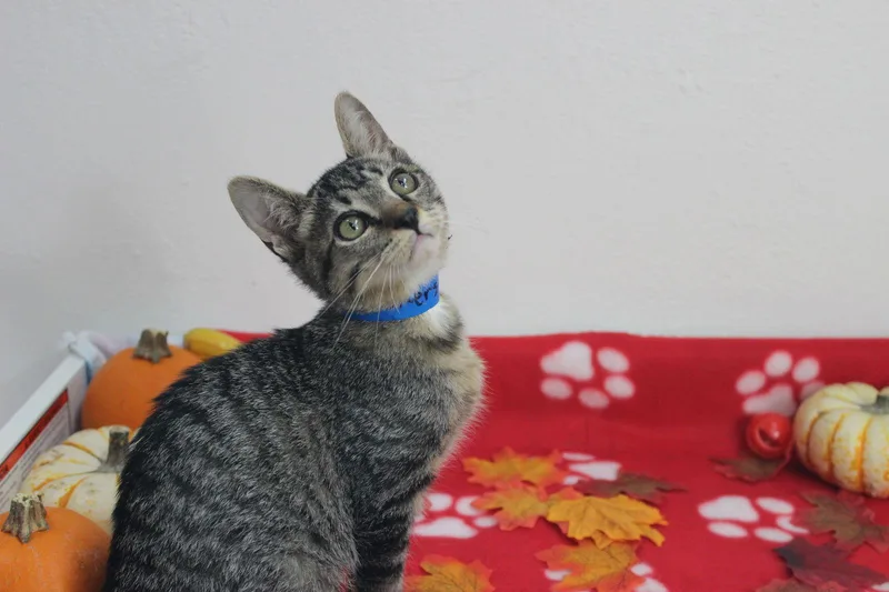 Snickers thumbnail 2