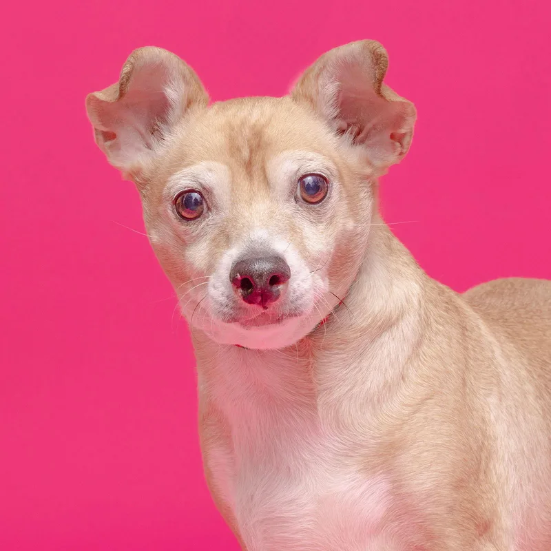 Rocky {coming Soon} thumbnail 2