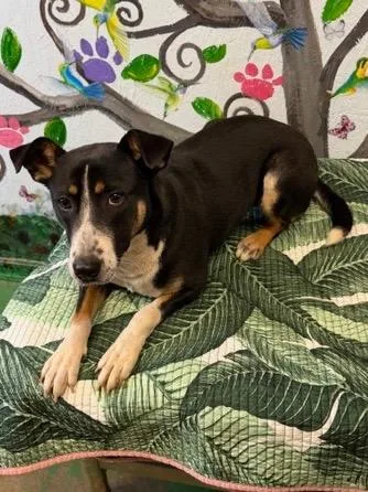 Faithful thumbnail 2