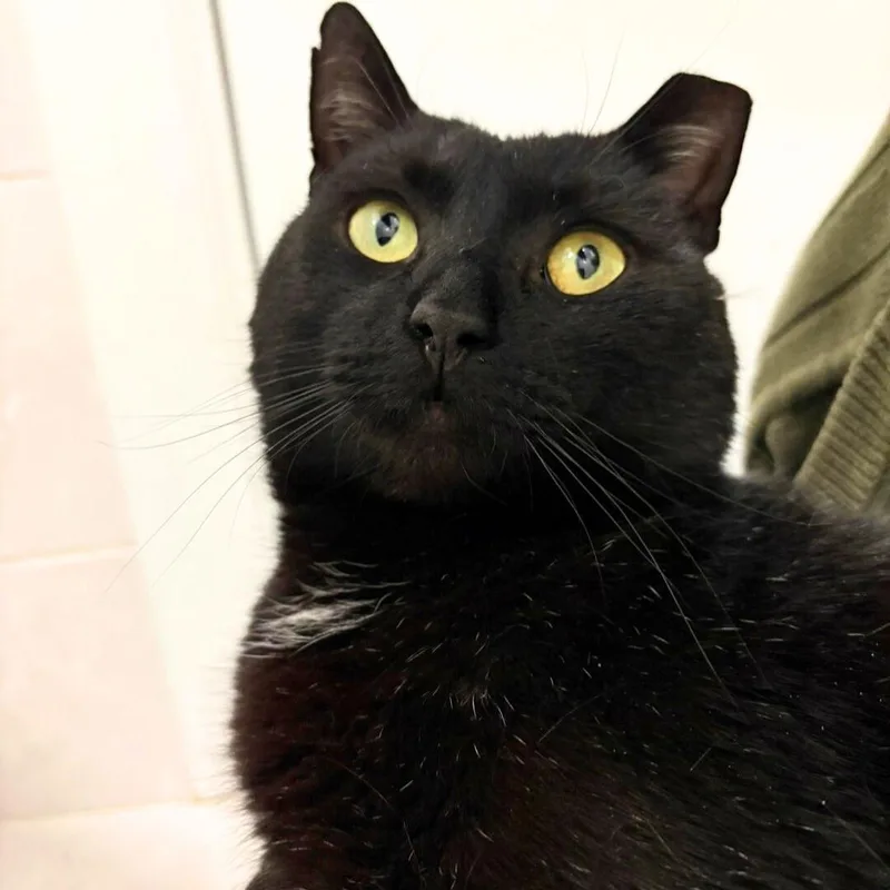 Shadow Void thumbnail 2