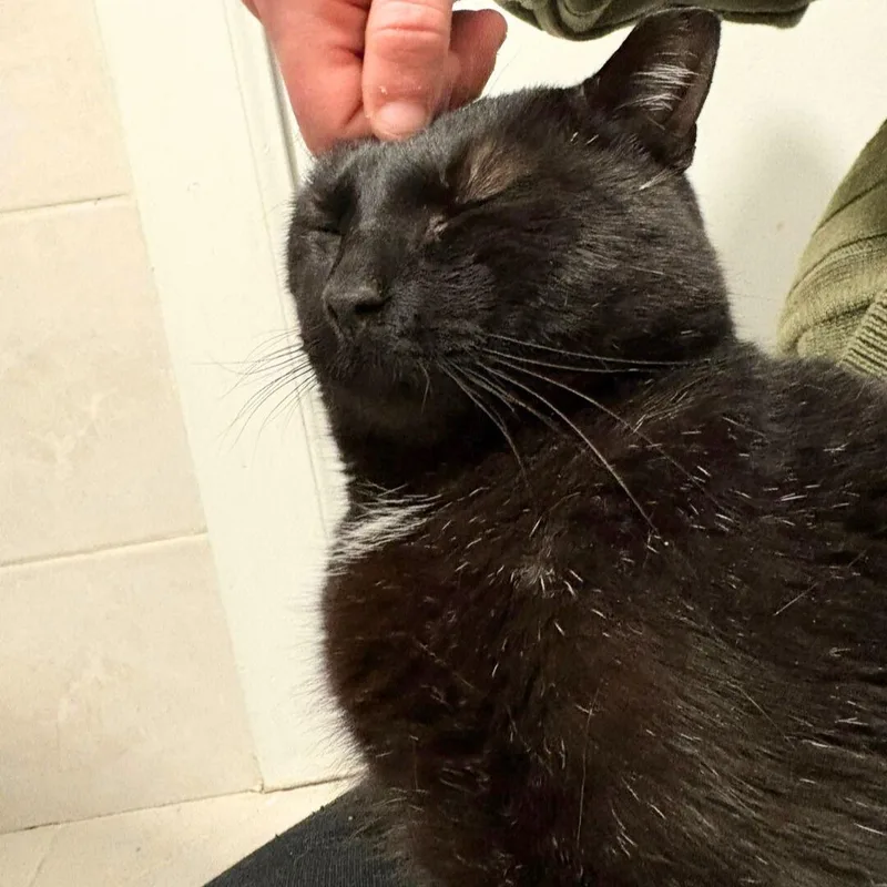 Shadow Void thumbnail 3