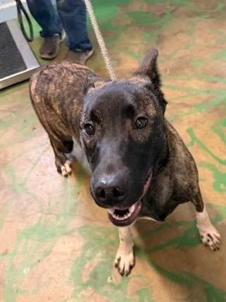 Buckwheat thumbnail 3