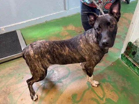 Buckwheat thumbnail 4