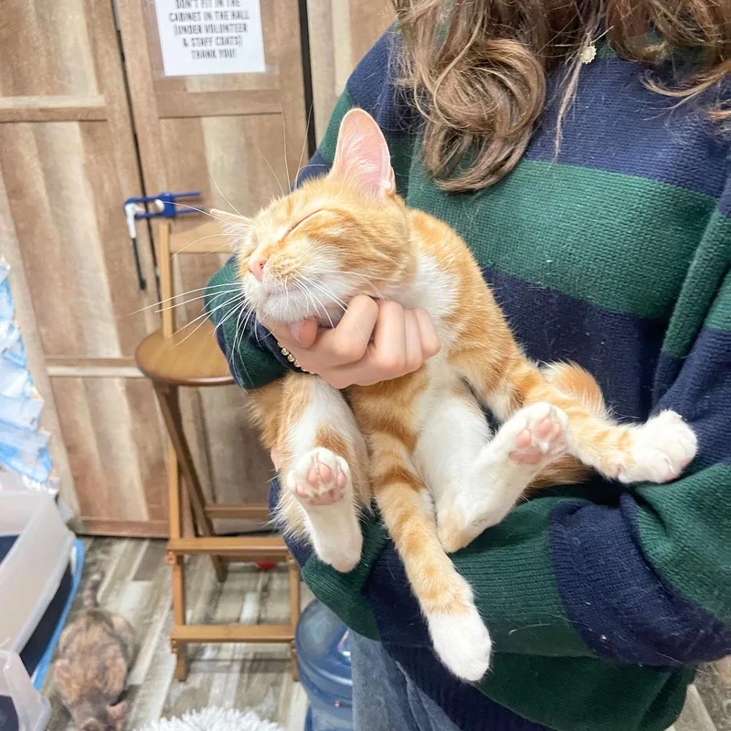 Club Sandwich thumbnail 2