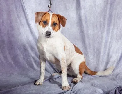 Pickles Fka Kelso thumbnail 2