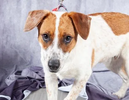 Pickles Fka Kelso thumbnail 3