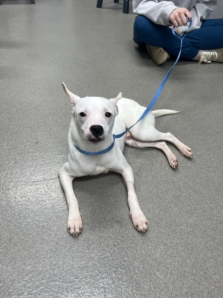 A young small-sized male Rat Terrier dog named Geo for adoption in Willingboro, NJ