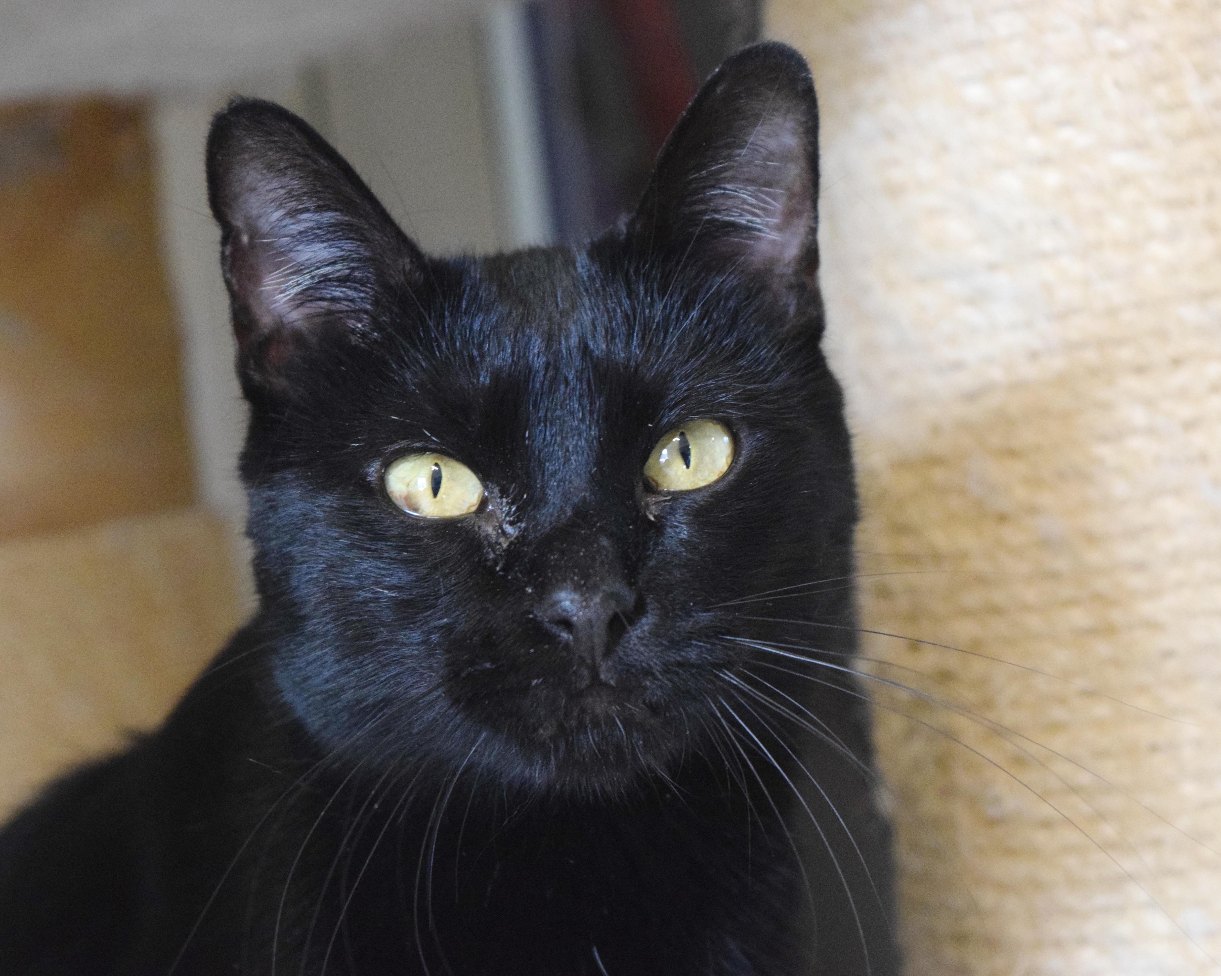 Mockingbird thumbnail 2