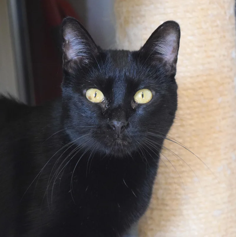 Mockingbird thumbnail 3