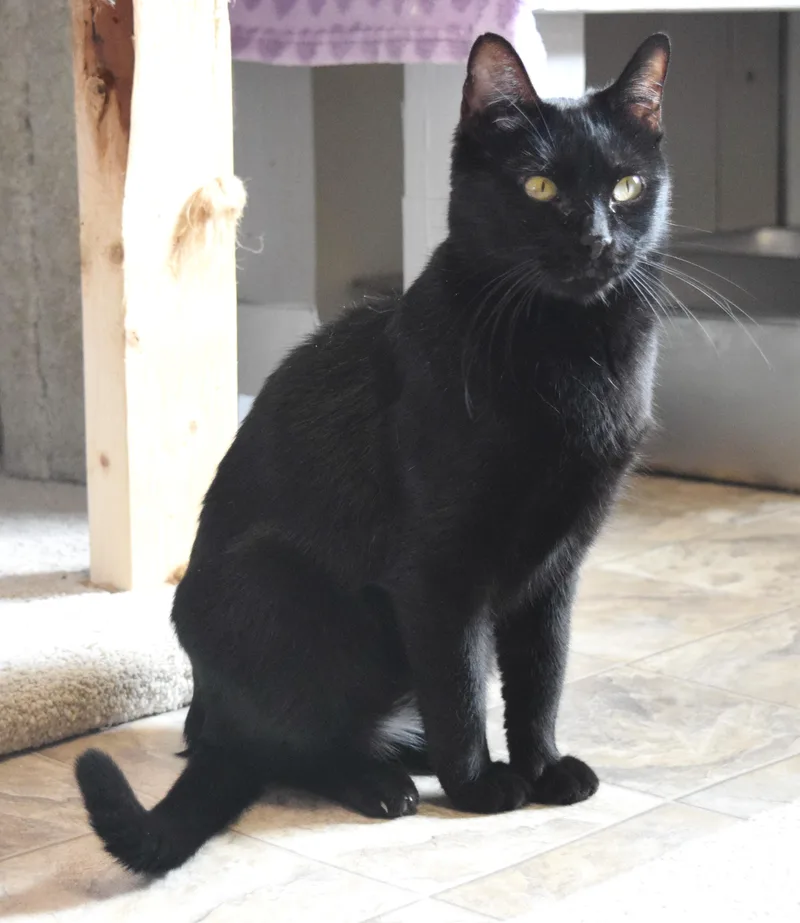 Mockingbird thumbnail 4