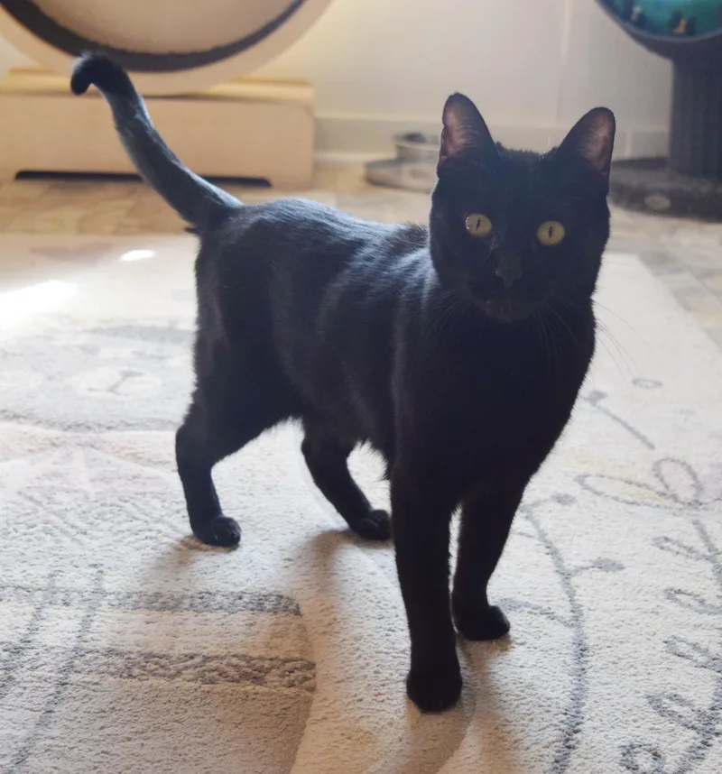 Mockingbird thumbnail 5