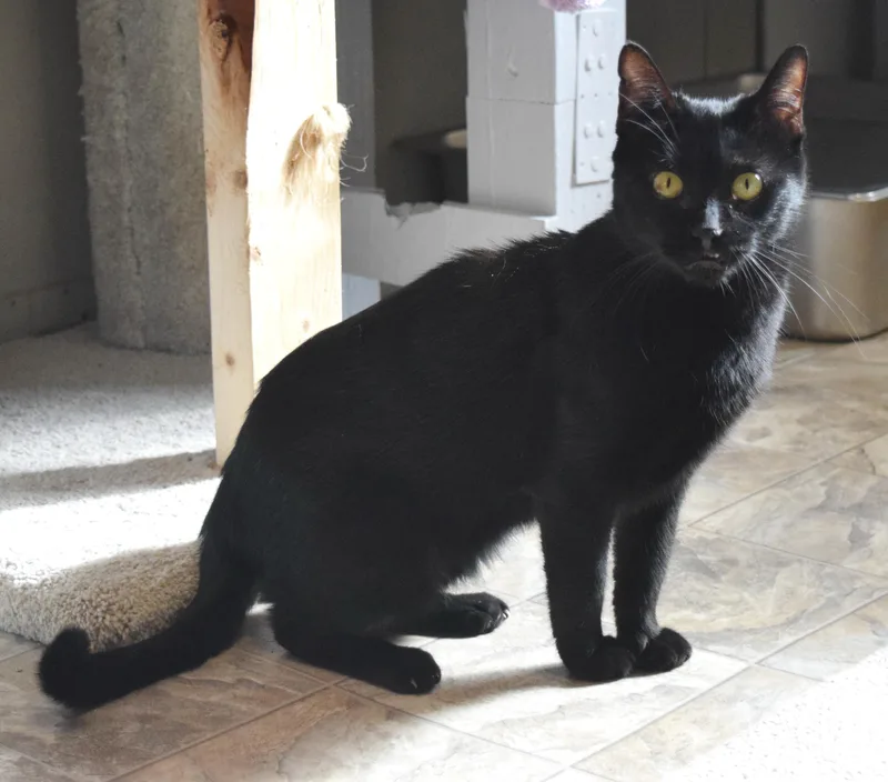 Mockingbird thumbnail 6