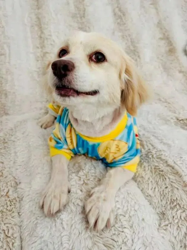 An adult small-sized male Cocker Spaniel dog named Thumper for adoption in Sherman Oaks, CA
