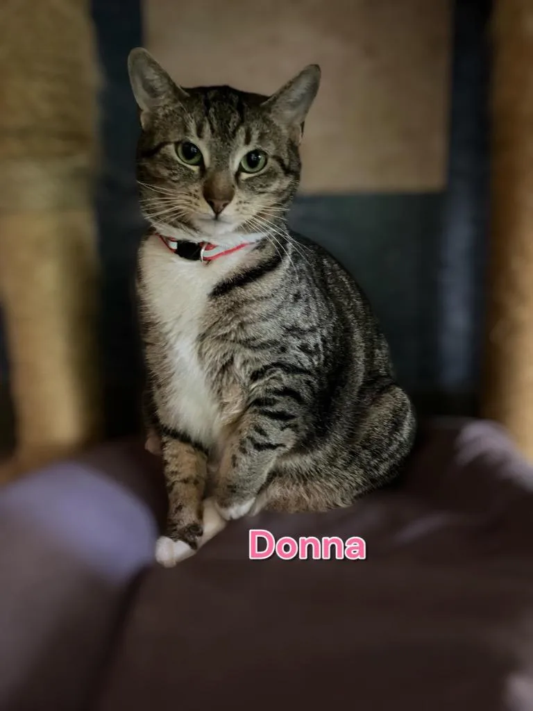 Donna thumbnail 3
