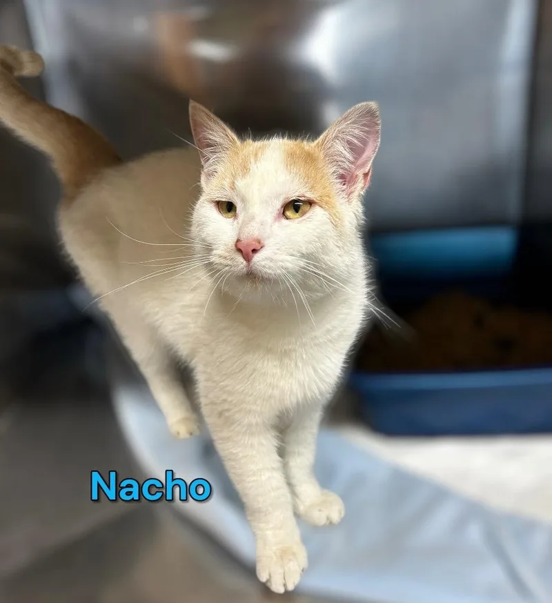 Nacho