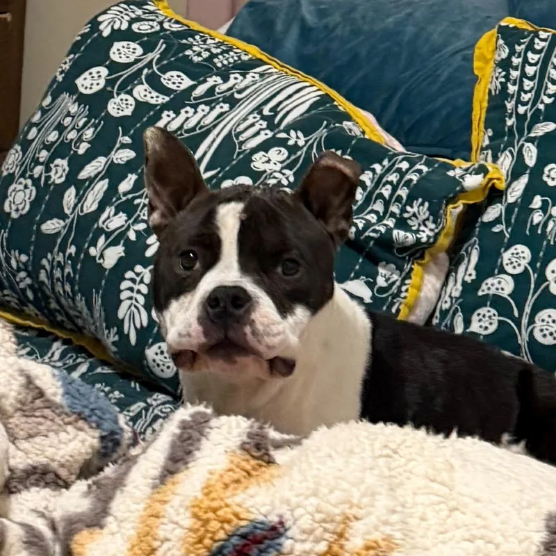 Meatball thumbnail 3