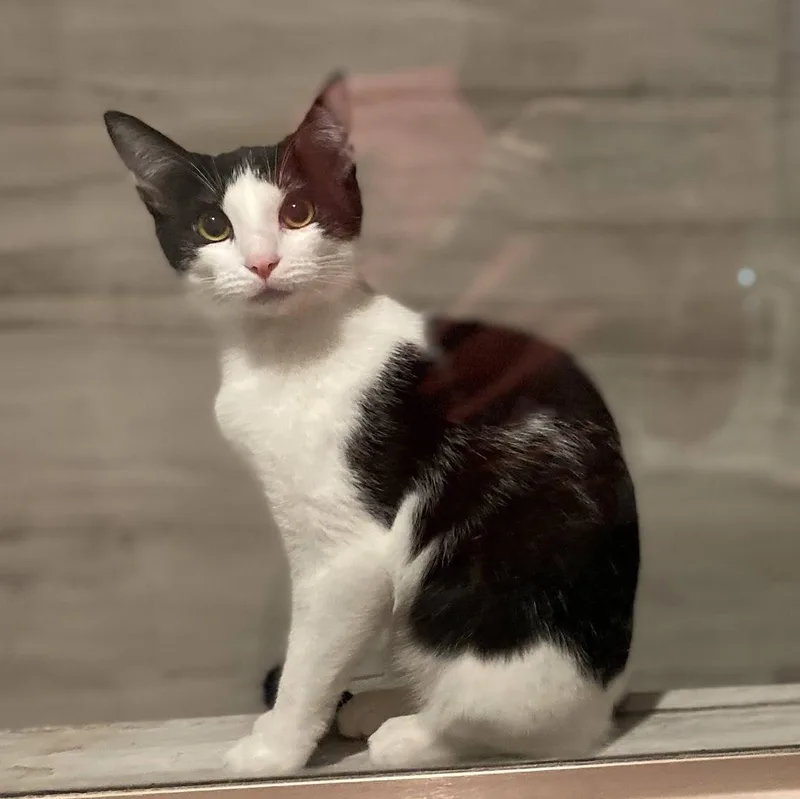 Cookies & Cream thumbnail 3