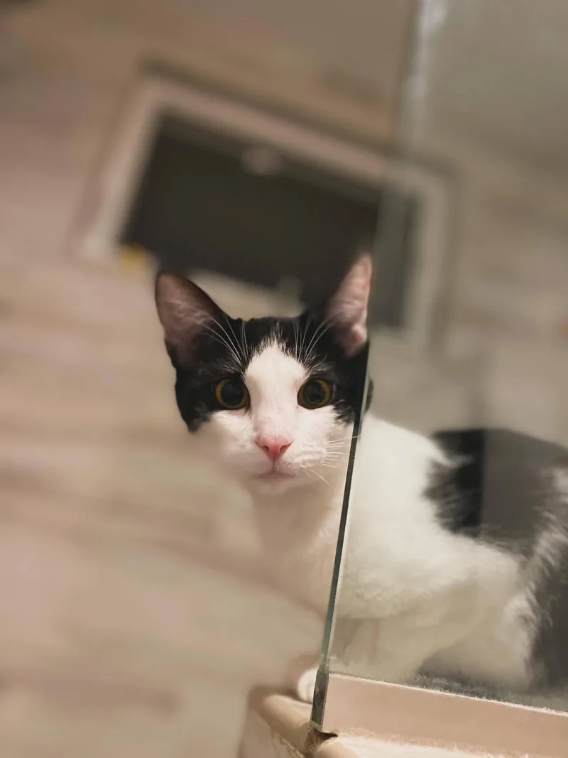 Cookies & Cream thumbnail 4