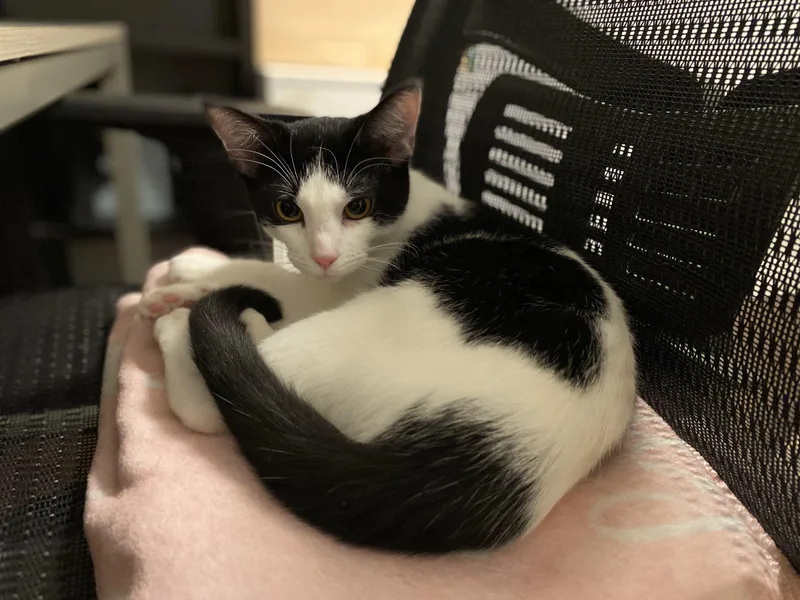 Cookies & Cream thumbnail 5