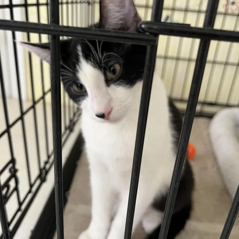 Percival Shewman thumbnail 2