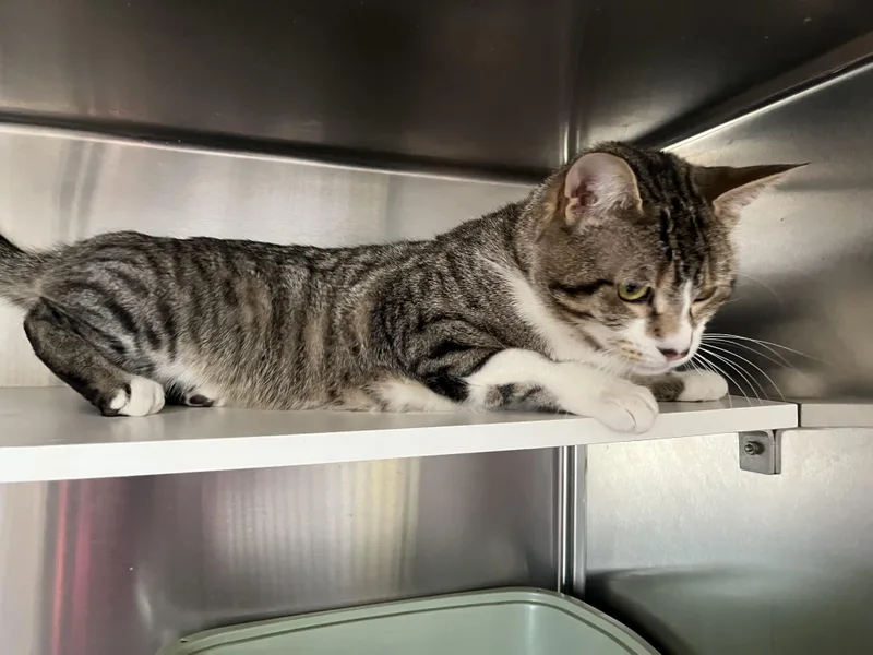 Buddy Shewman thumbnail 2