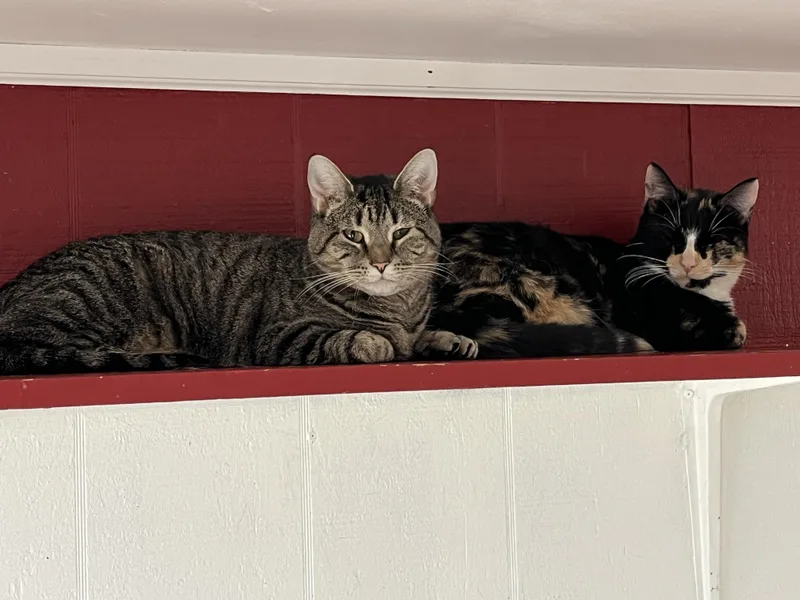 Callie Shewman thumbnail 2