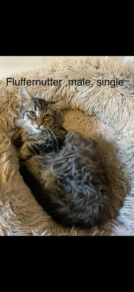 Fluffernutter