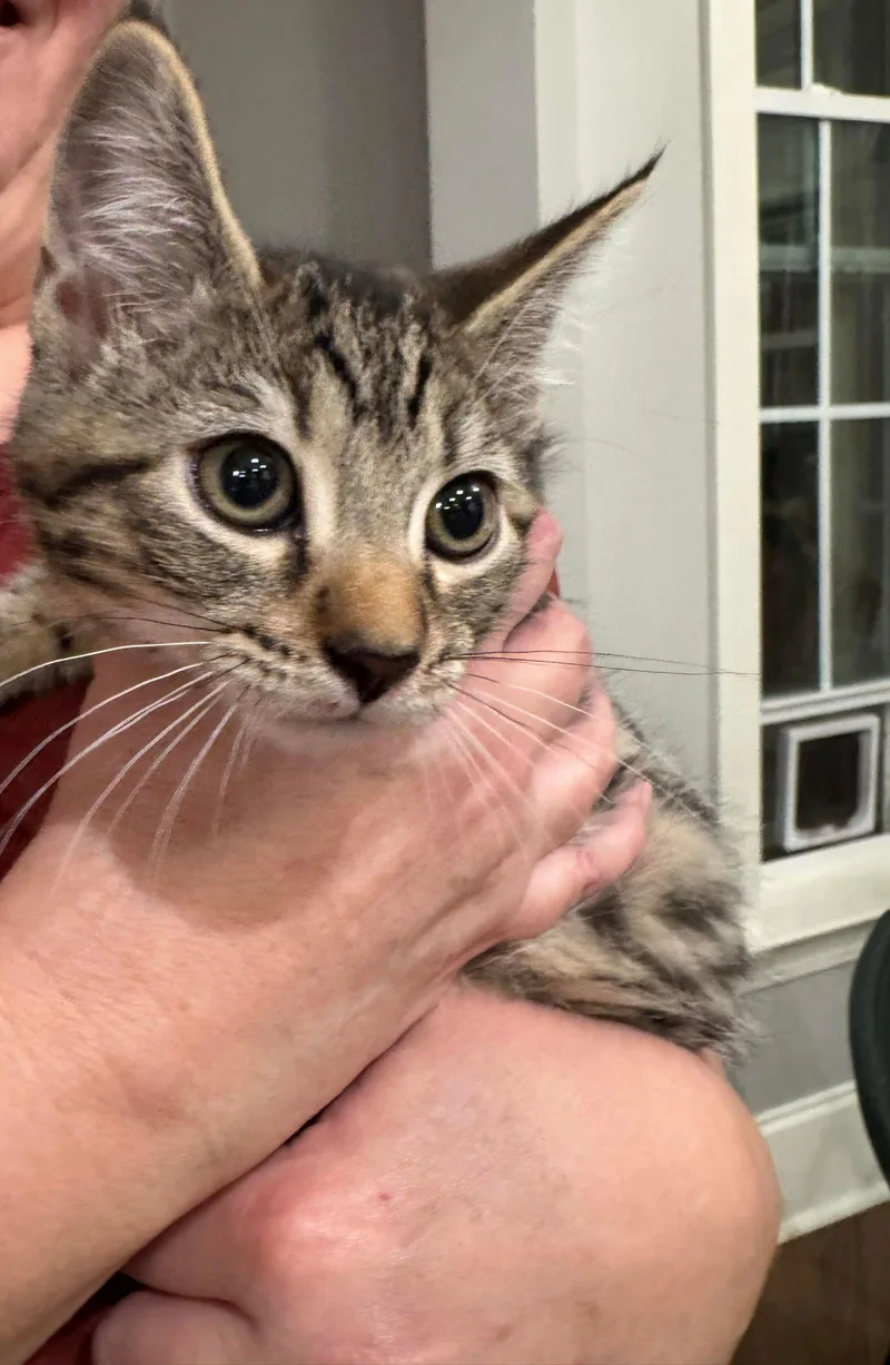 Griselda thumbnail 2