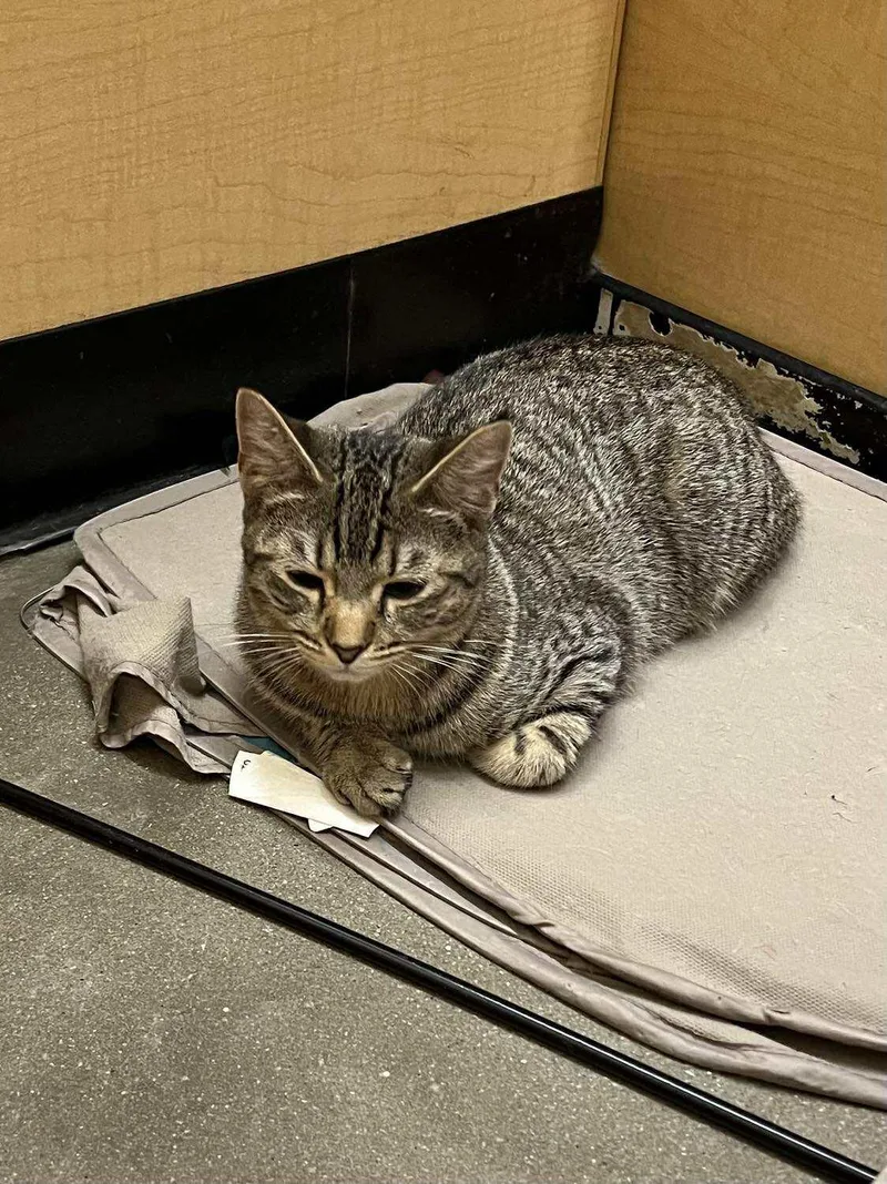 Griselda thumbnail 3