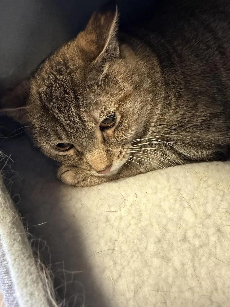 Catalina thumbnail 3