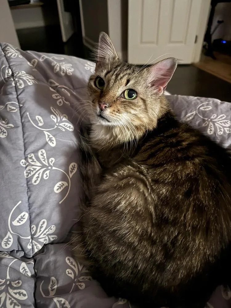 Clementine thumbnail 2