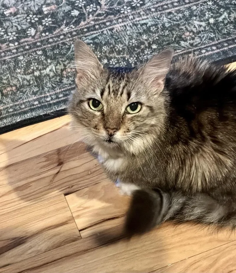 Clementine thumbnail 3