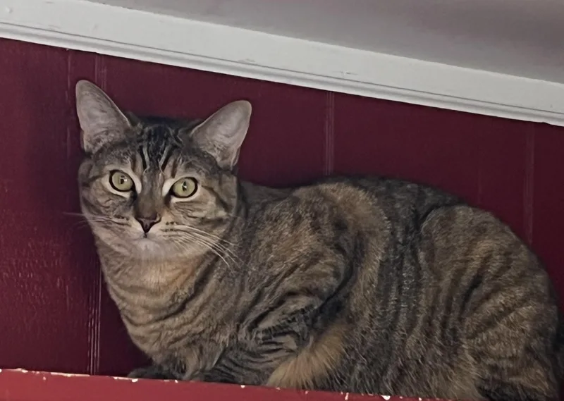 Roxie Shewman thumbnail 2