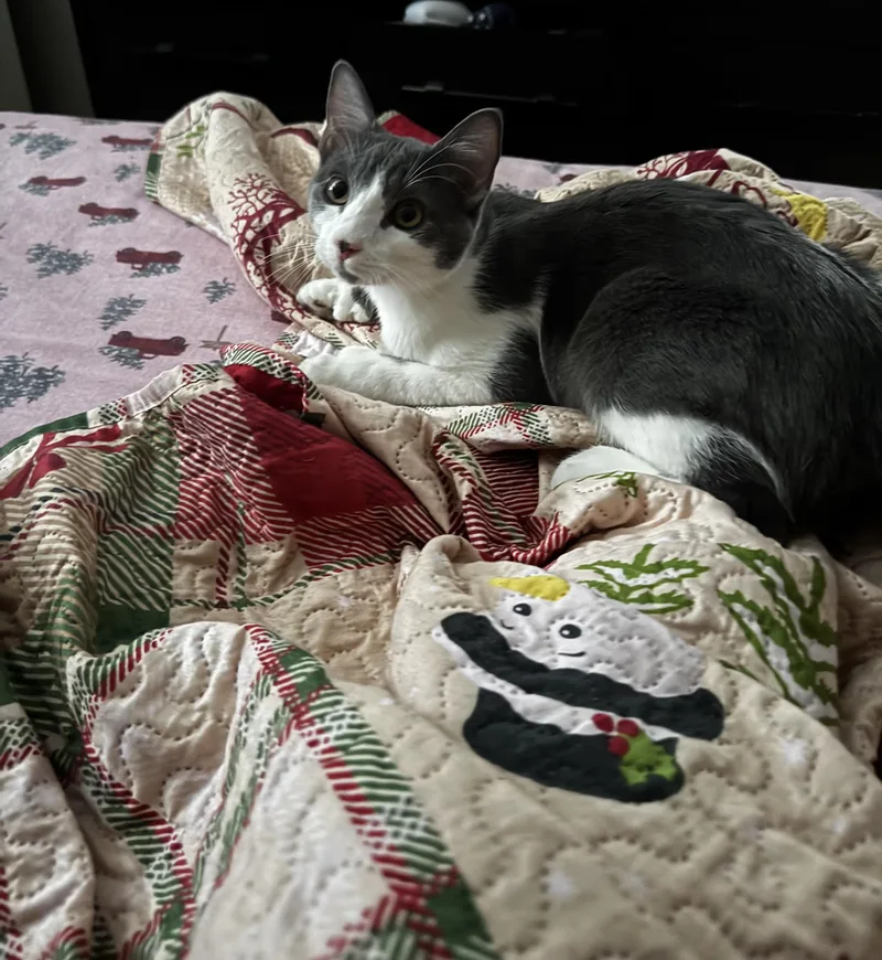 Lady Purabelle thumbnail 2