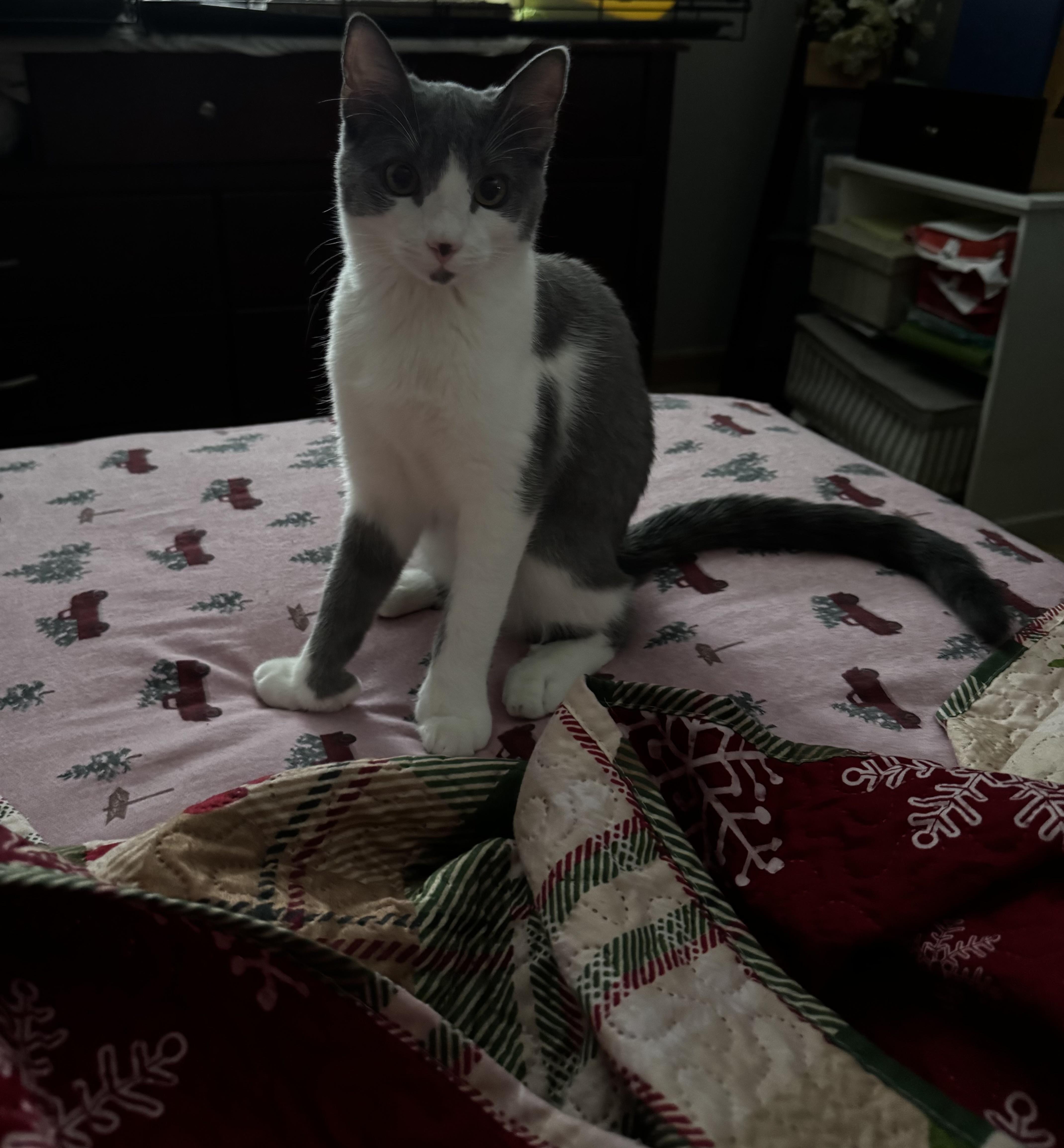 Lady Purabelle thumbnail 3